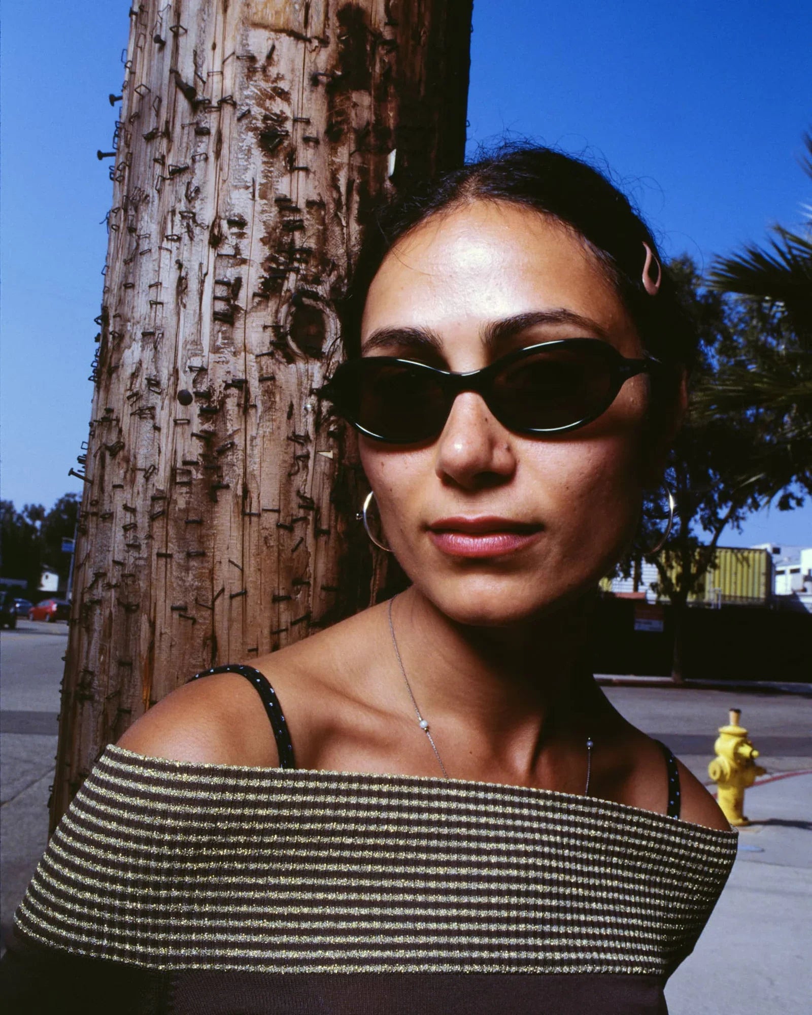 The MARQUEE ROX (Midnight Forest Bio / Polarized Smoke)
